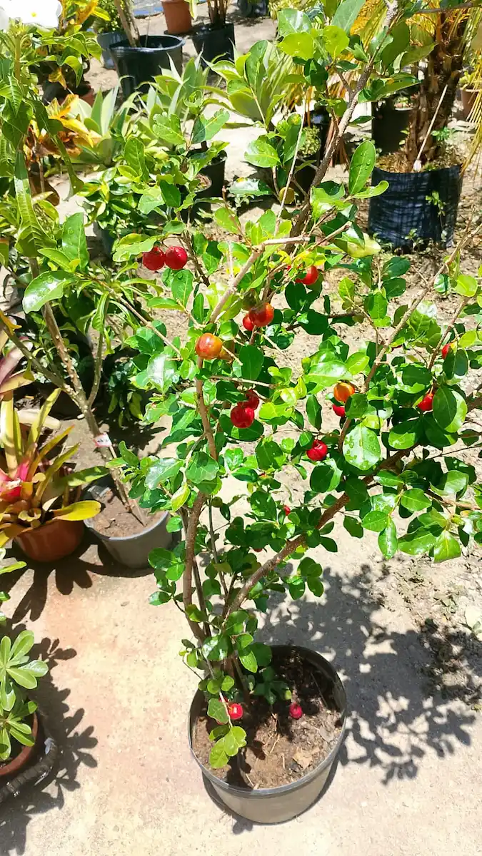 Pé de acerola cultivado na Vila Garden Plantas e Flores