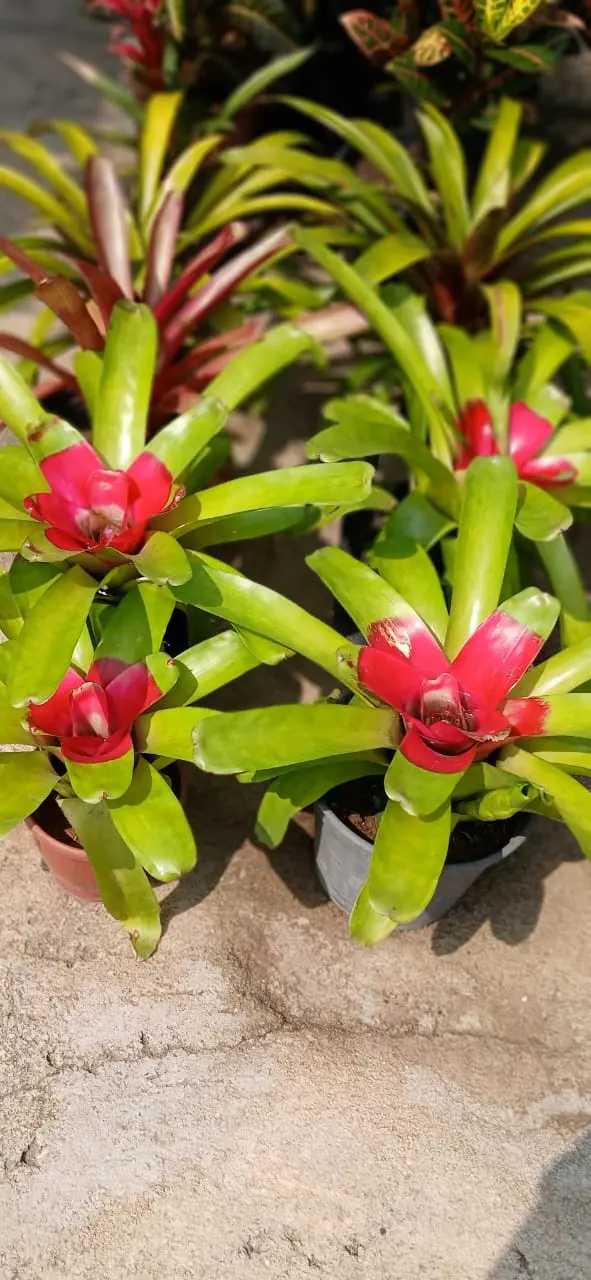Orquídea E Bromélia Vila Garden Floricultura