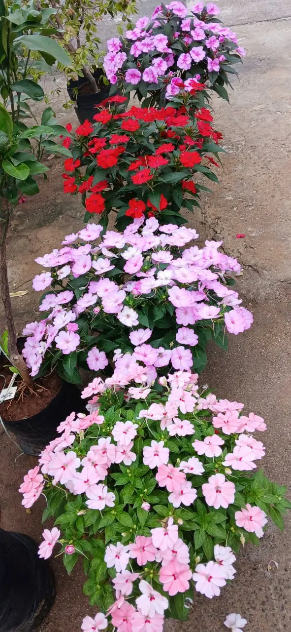 Plantas Ornamentais Vila Garden Floricultura Em Vila Velha E Vitória