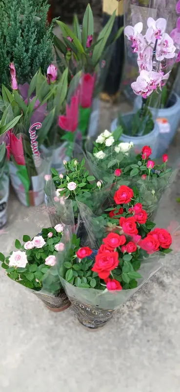 Plantas Ornamentais – Vila Garden Floricultura