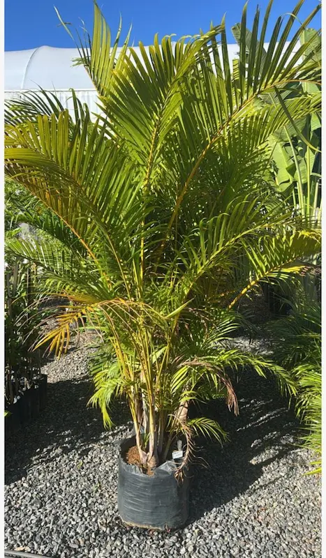 Plantas Ornamentais – Vila Garden Floricultura