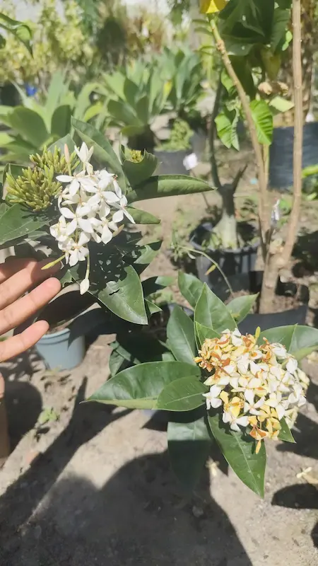 Plantas Ornamentais – Vila Garden Floricultura