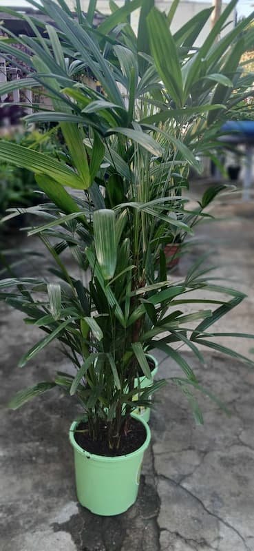 Plantas Ornamentais – Vila Garden Floricultura