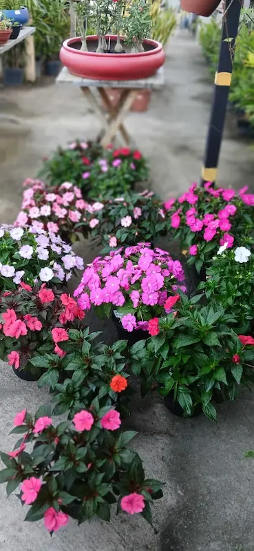 Plantas Ornamentais – Vila Garden Floricultura