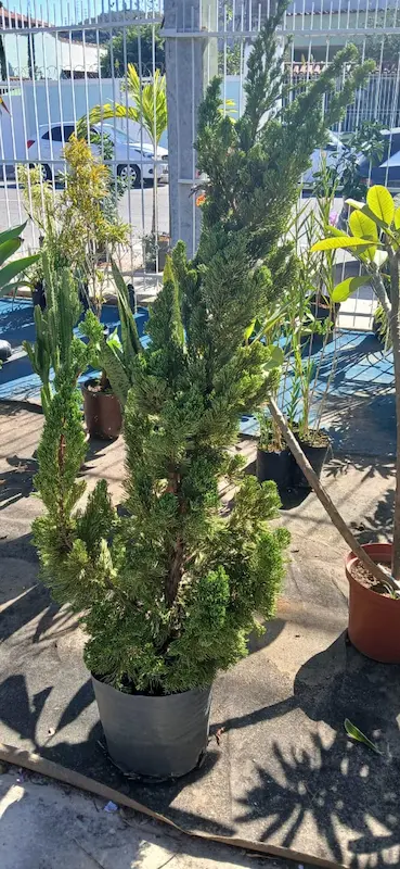 Plantas Ornamentais – Vila Garden Floricultura