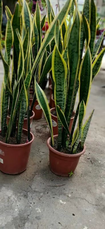 Plantas Ornamentais – Vila Garden Floricultura