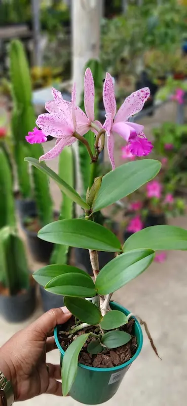 Plantas Ornamentais – Vila Garden Floricultura