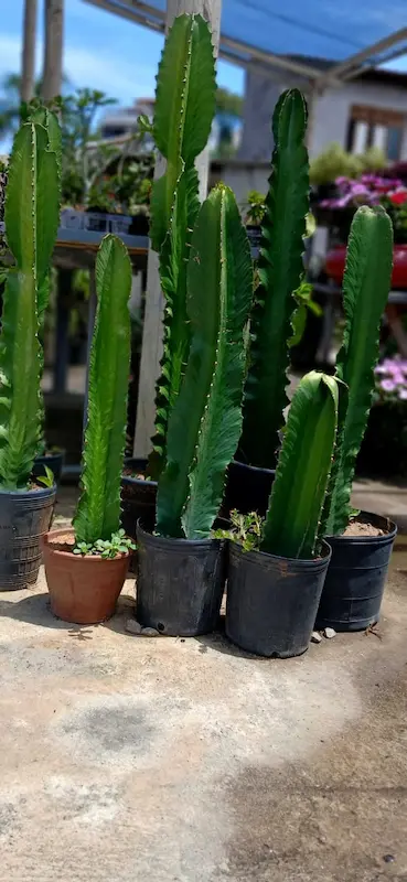 Plantas Ornamentais – Vila Garden Floricultura