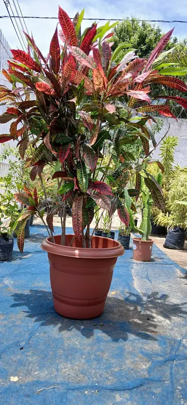 Plantas Ornamentais – Vila Garden Floricultura