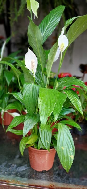 Plantas Ornamentais – Vila Garden Floricultura