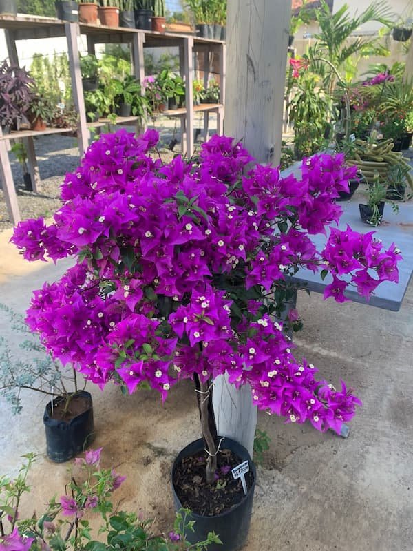 Plantas Ornamentais – Vila Garden Floricultura