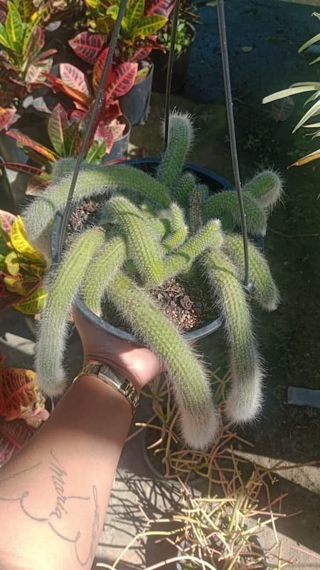 Plantas Ornamentais – Vila Garden Floricultura