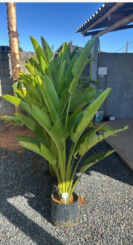 Plantas Ornamentais – Vila Garden Floricultura